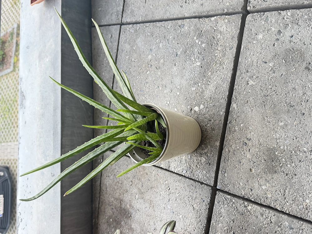 Aloe Vera Zimmerpflanze