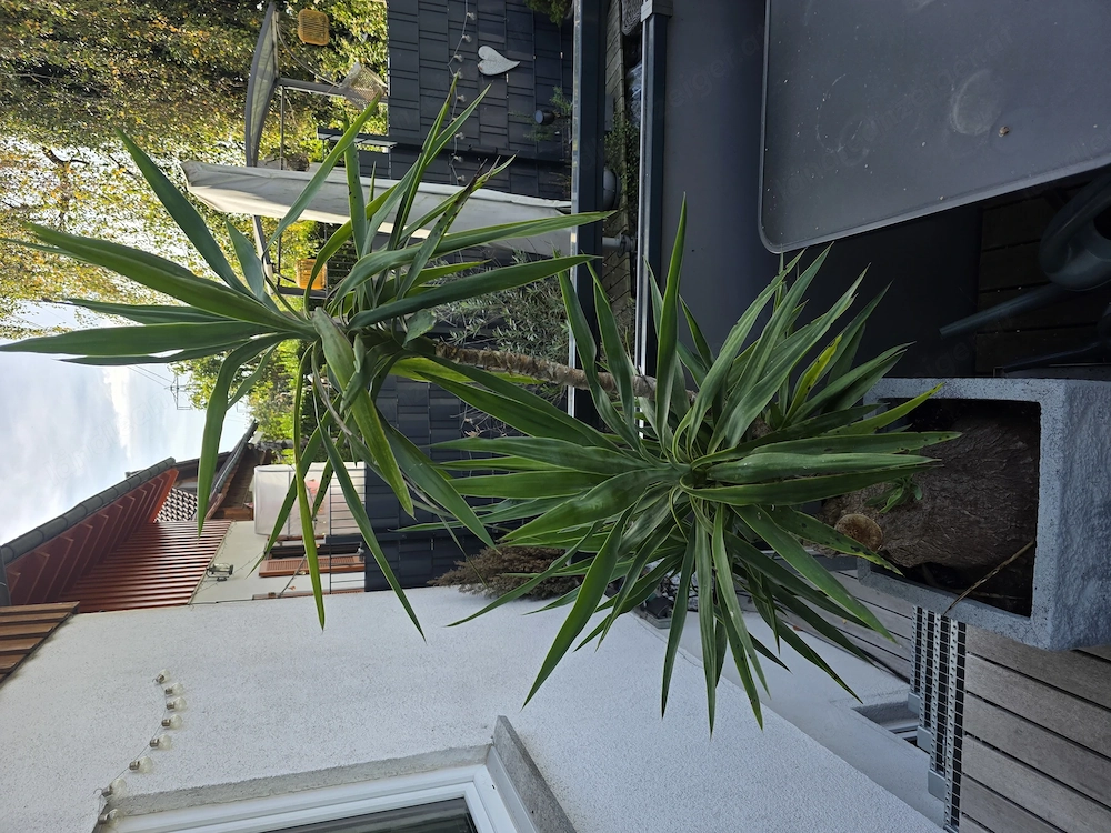 Yucca Palme