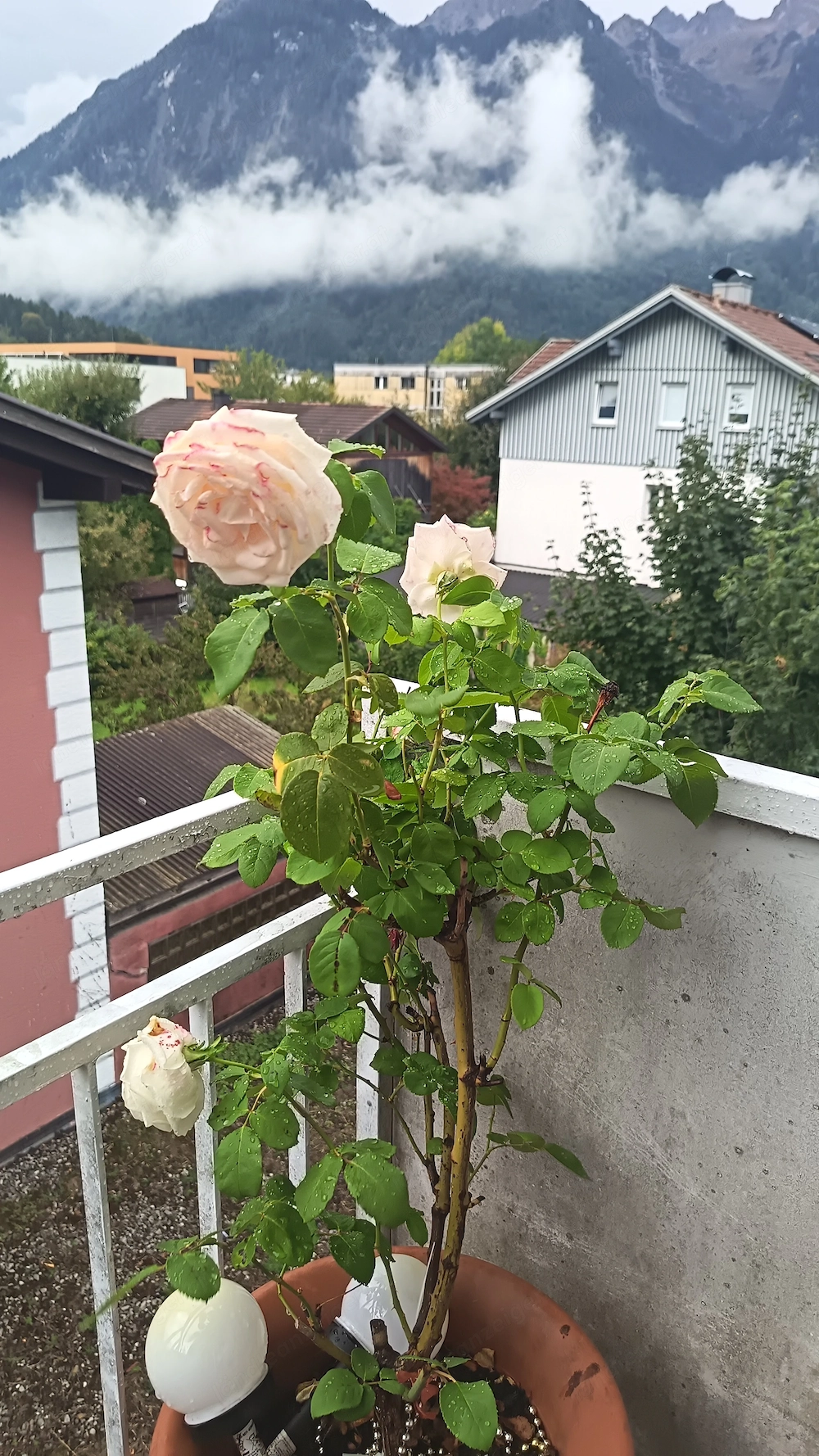 Wohnungssuche -Bludez