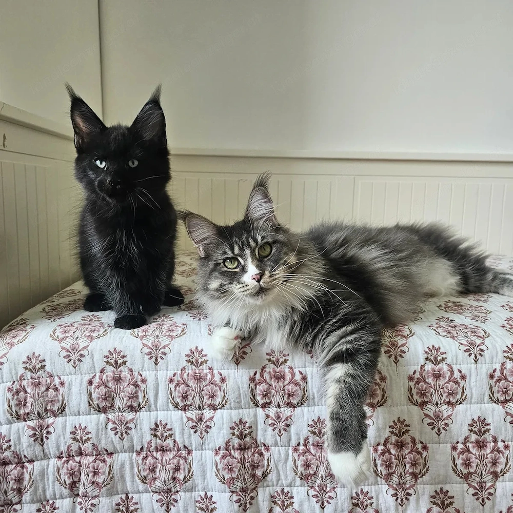 Maine Coon dream team sucht einen Lebensplatz