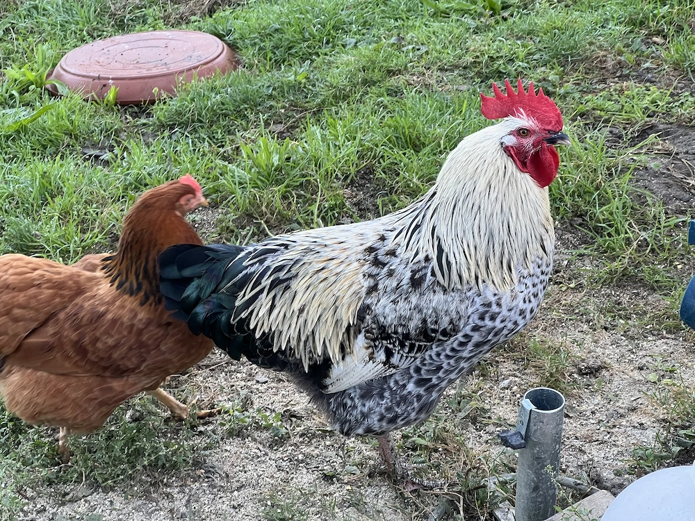 2 Hähne zu verschenken! 