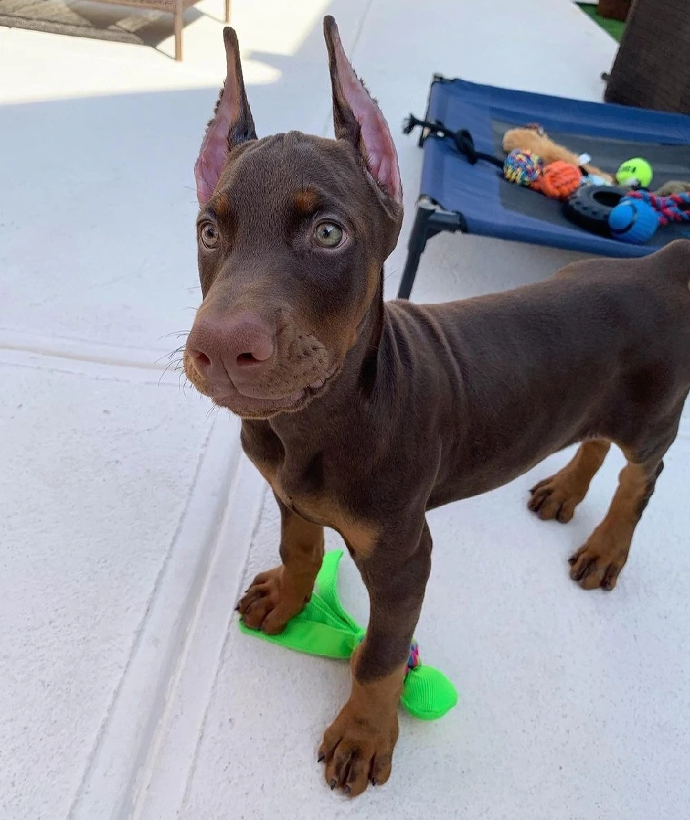 Liebevolle Dobermann-Hündin (Welpe) sucht neues Zuhause