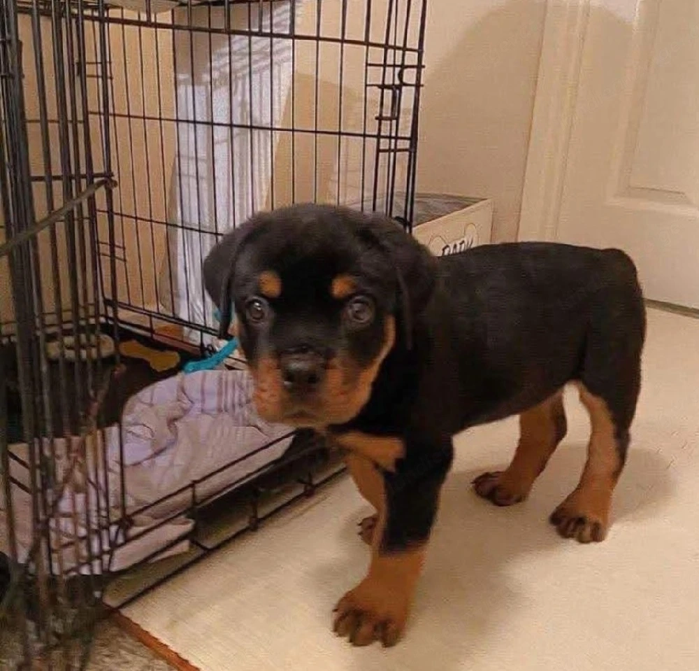 Liebevolle Rottweiler-Hündin (Welpe) sucht verantwortungsvolles Zuhause.