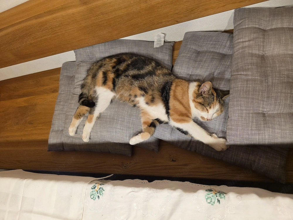 Katze vermisst in 6883 Au