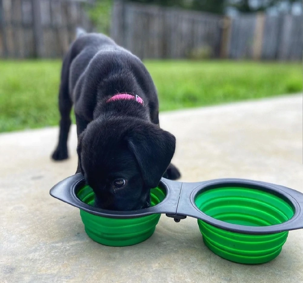 Männliche und weibliche Labrador-Welpen suchen ein liebevolles Zuhause.
