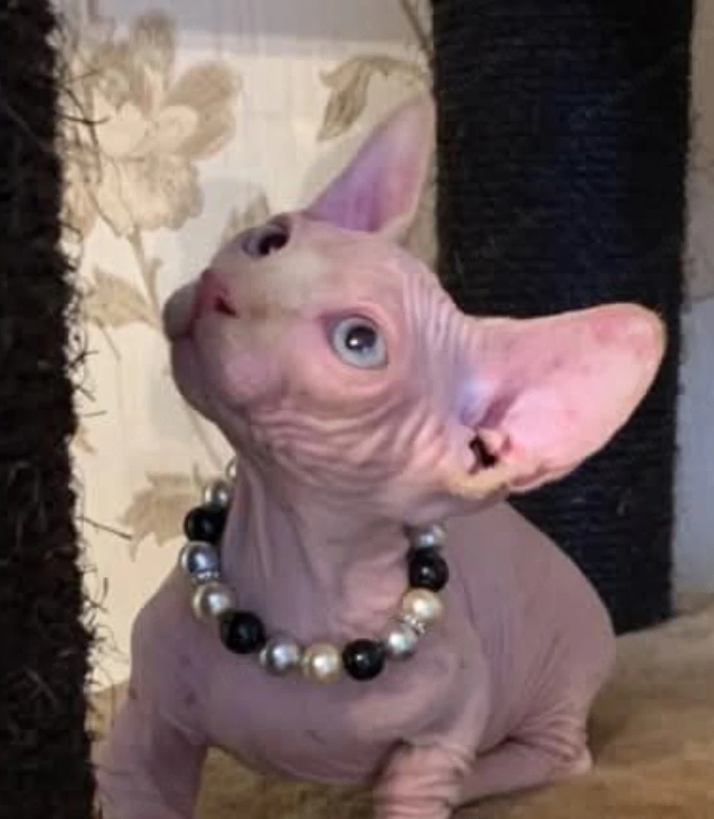 Elegante weibliche Sphynx-Katze sucht liebevolles Zuhause.