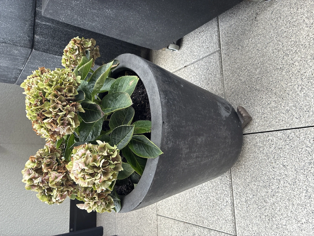 Blumentopf mit Pflanze