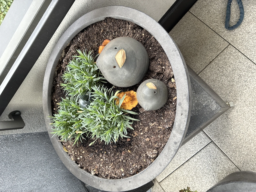 Pflanzenschale für draußen 