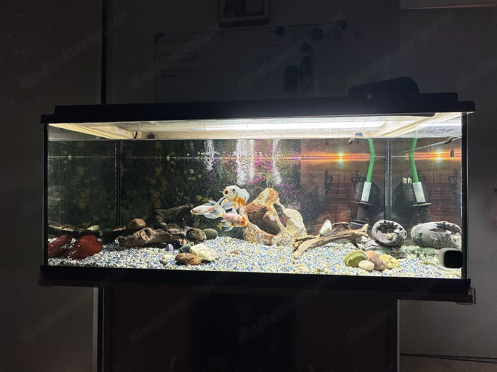 Aquarium, mit drei Goldfischen, Zwei Putzfische und paar Schnecken zum verkaufen. Aquarium 180L