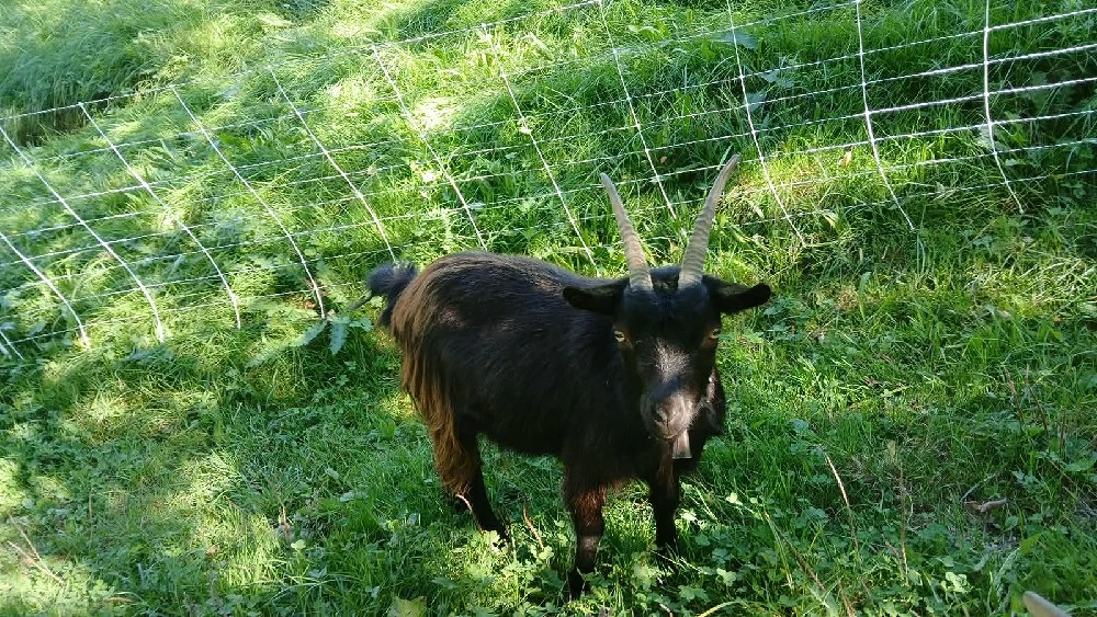 Passeirer Ziegen