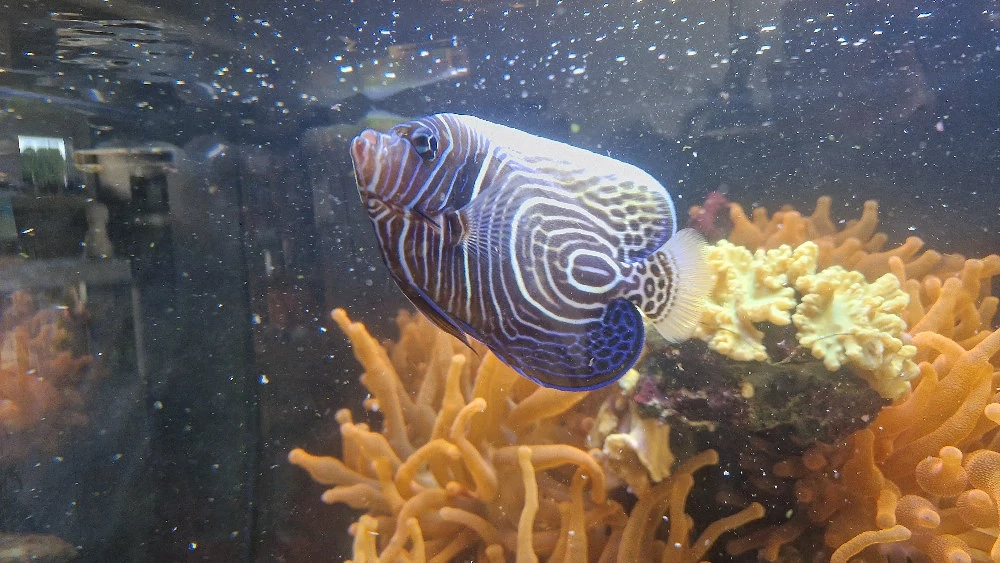 Meerwasseraquarium