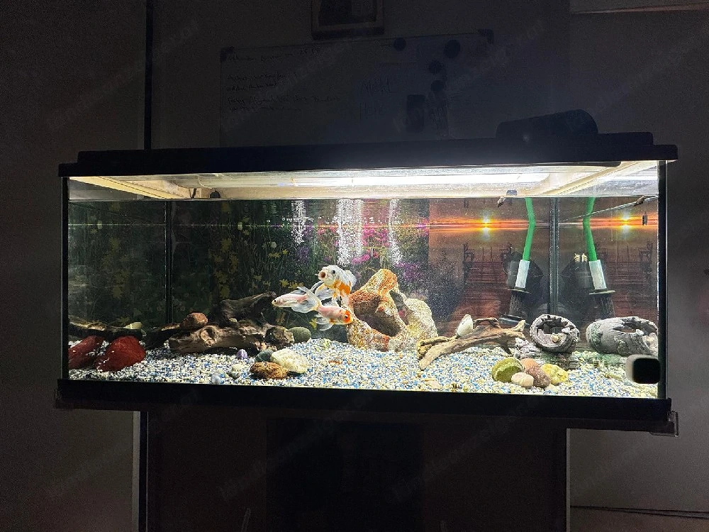 Aquarium mit Fischen und Zubehör