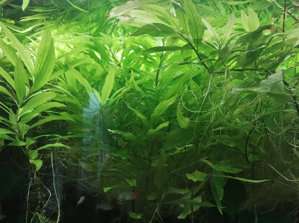 Verkaufe Aquarium Wasserpflanzen.
