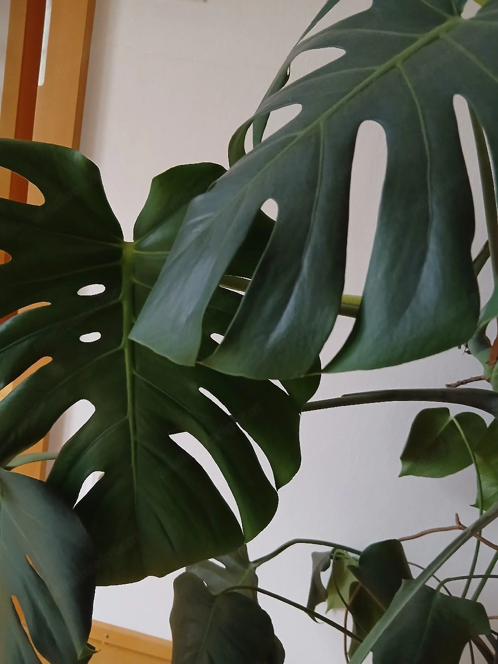 Monstera groß