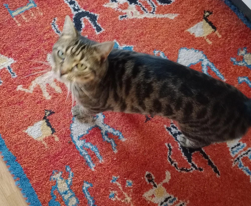 Katze verlaufen !