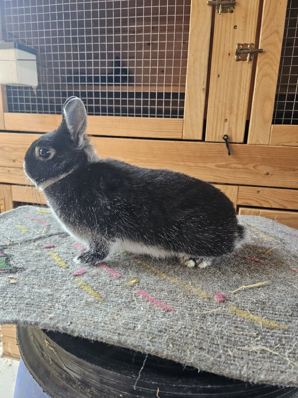 Zwerg Kaninchen
