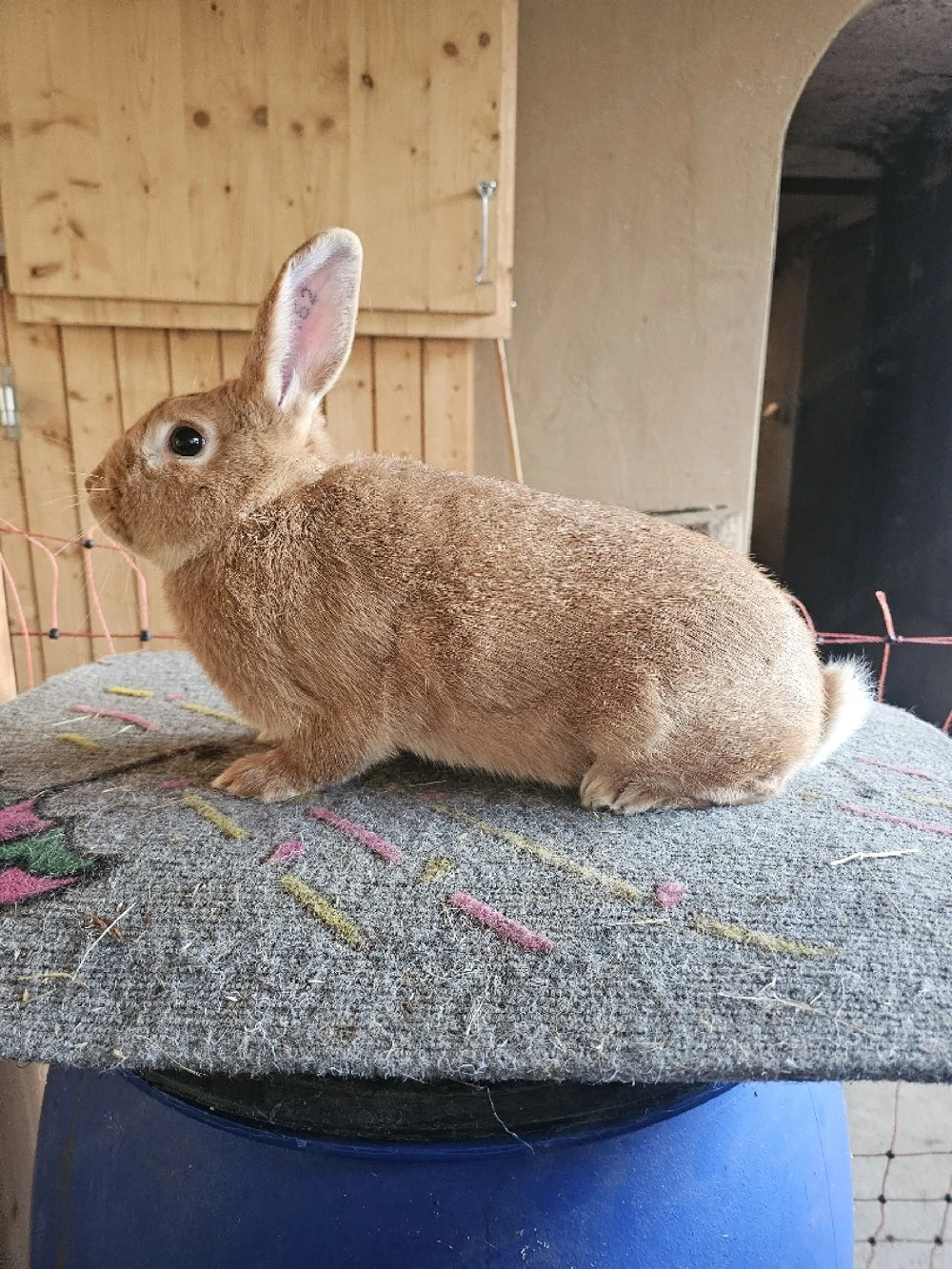 Kaninchen 