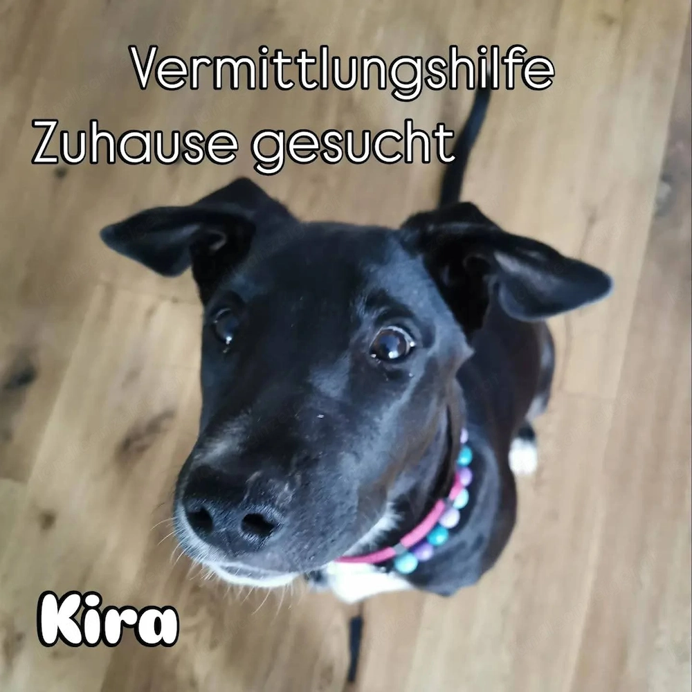 Kira - eine verschmustes Energiebündel