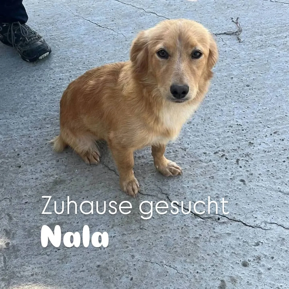 Nala - eine fröhliche Schmuserin