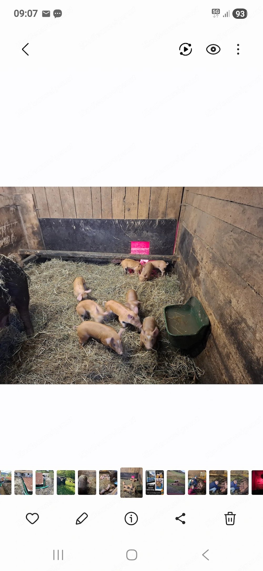 Ferkel zu verkaufen  reine Duroc 