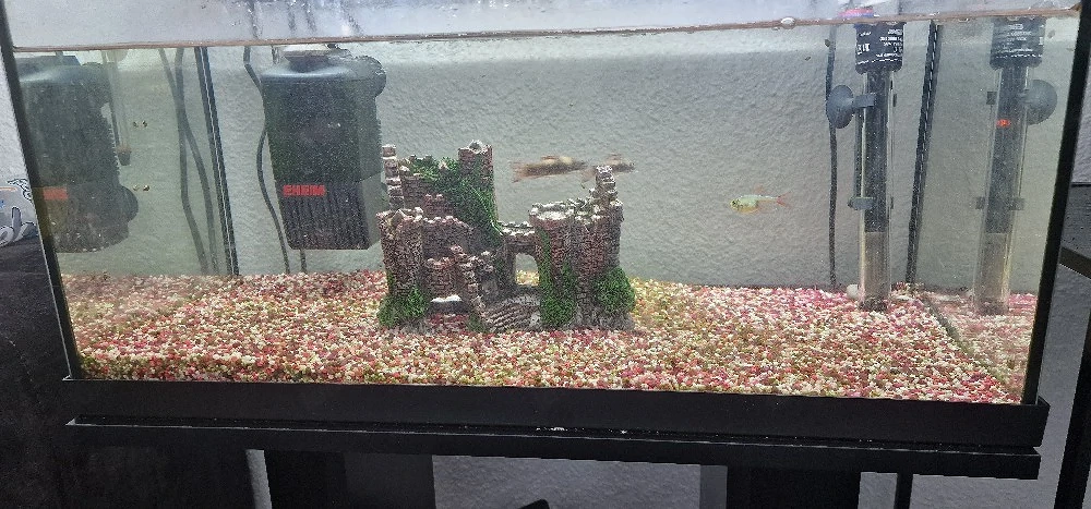 Aquarium mit Fische