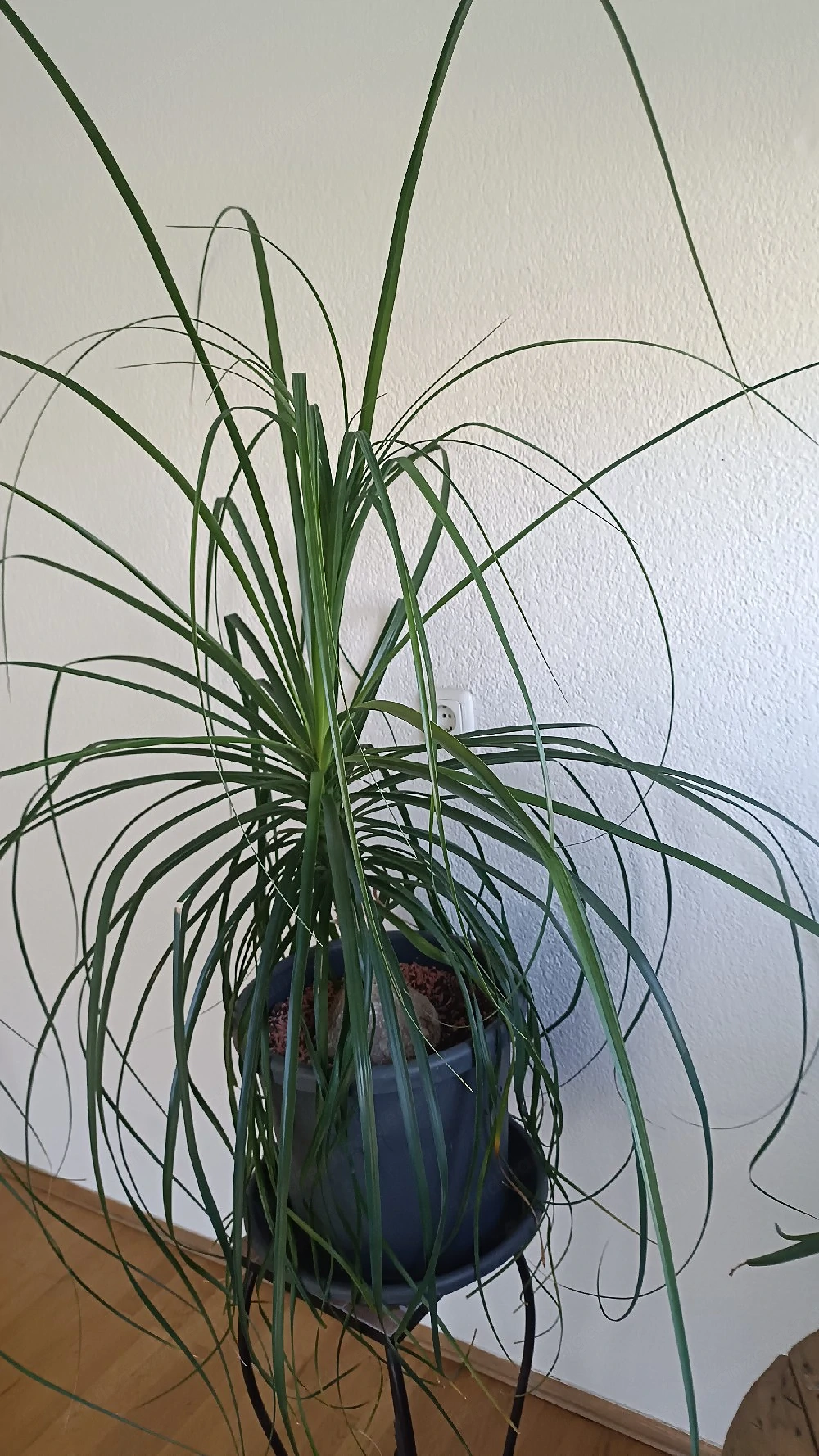 Beaucarnea (Elefantenfuss)