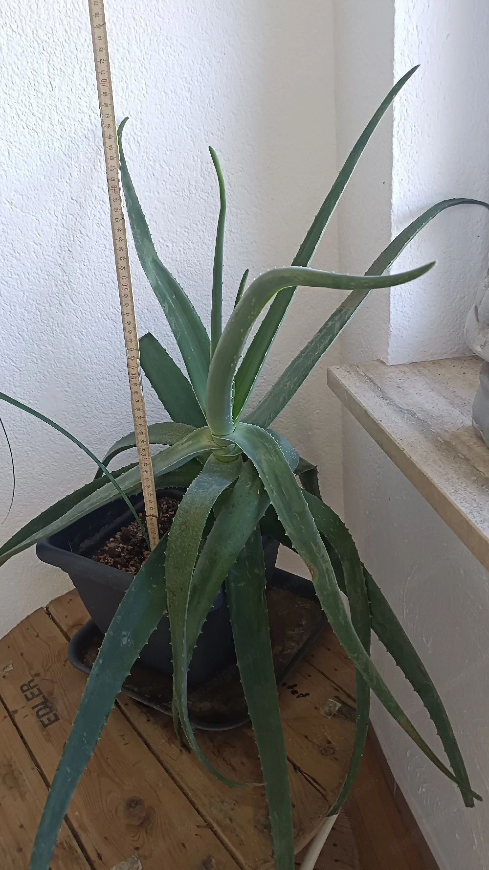 Aloe Vera 