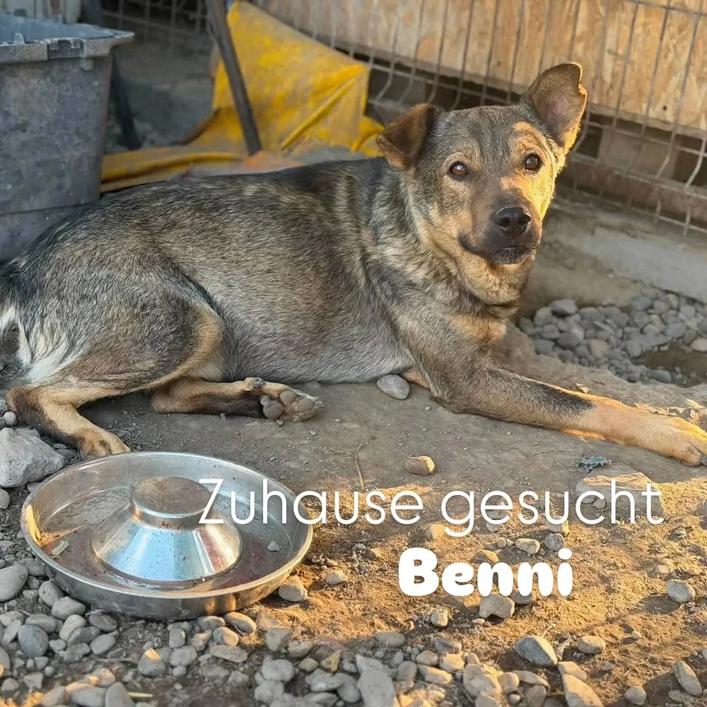 Benni - eine Kämpfernatur auf 3 Beinen