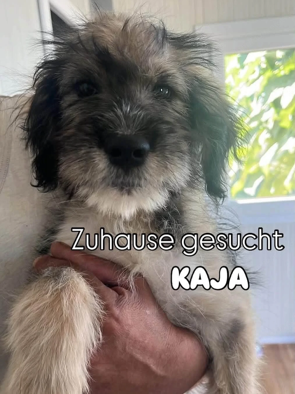 Kaja - tapst sie ihren Weg in dein Herz