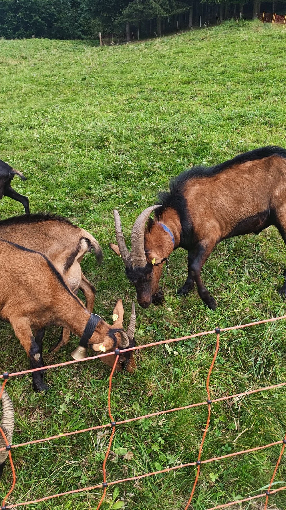 Ziegenbock 