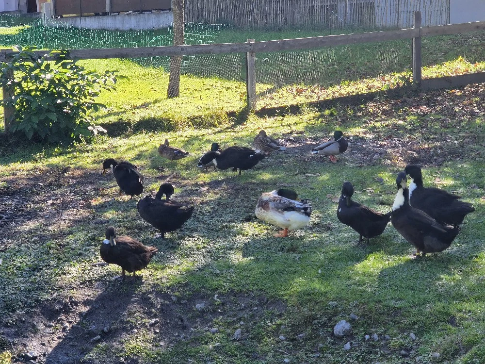 Enten zu vergeben