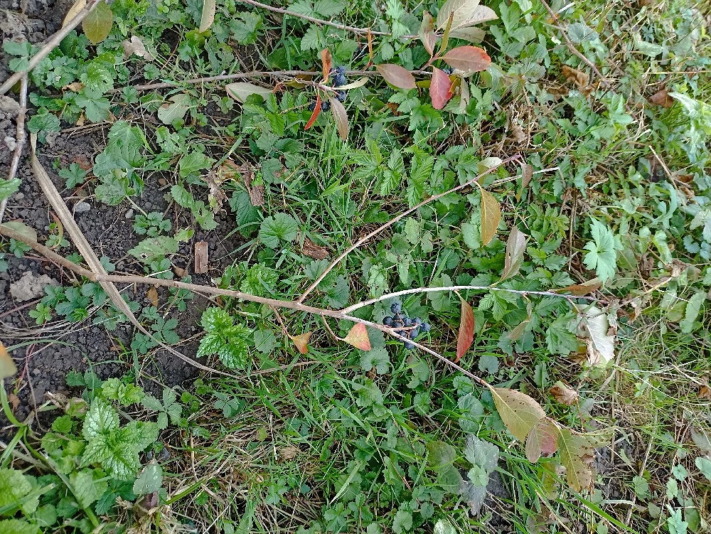 Aronia Pflanze 