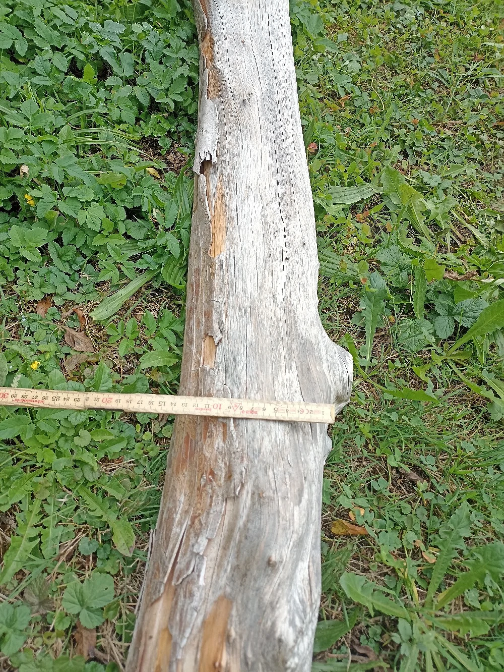 Eibenholz trocken 