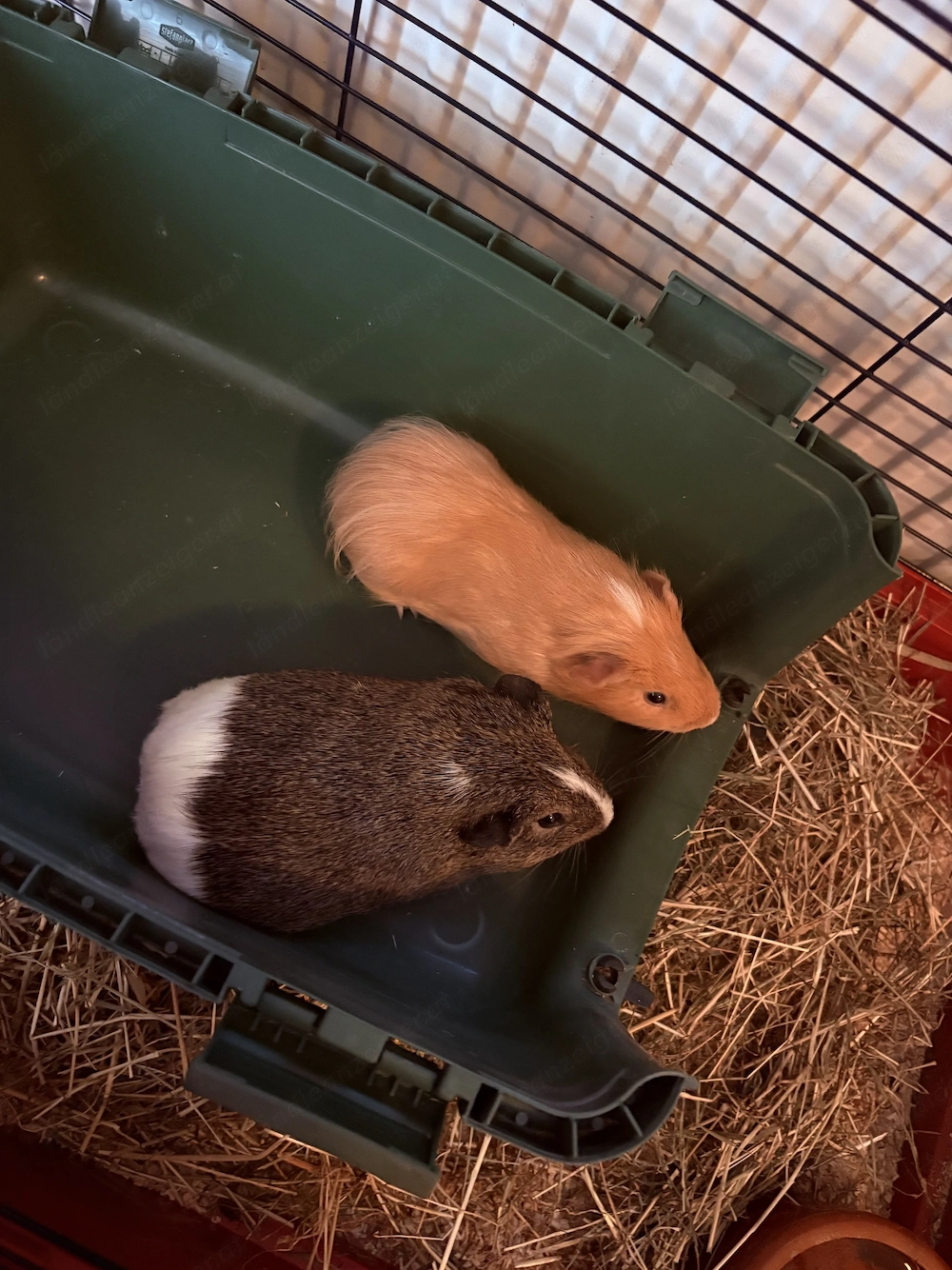 Meerschweinchen