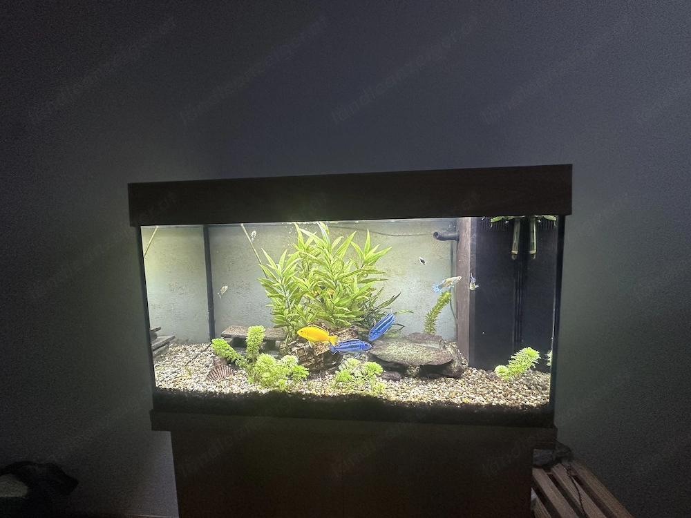 Aquarium Fische - Buntbärsche, Zierfische,  Wels, 