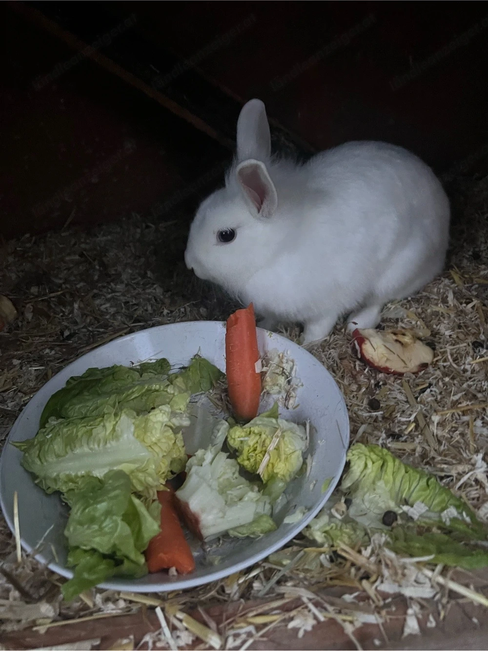 Löwenkopf Kaninchen zu verschenken