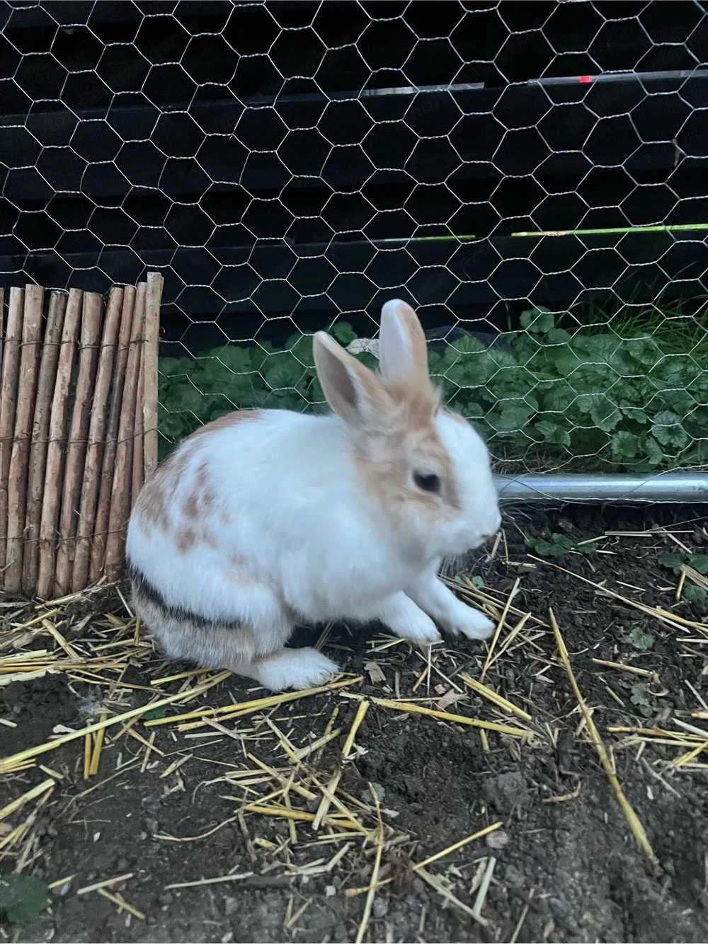 Zwergkaninchen abzugeben