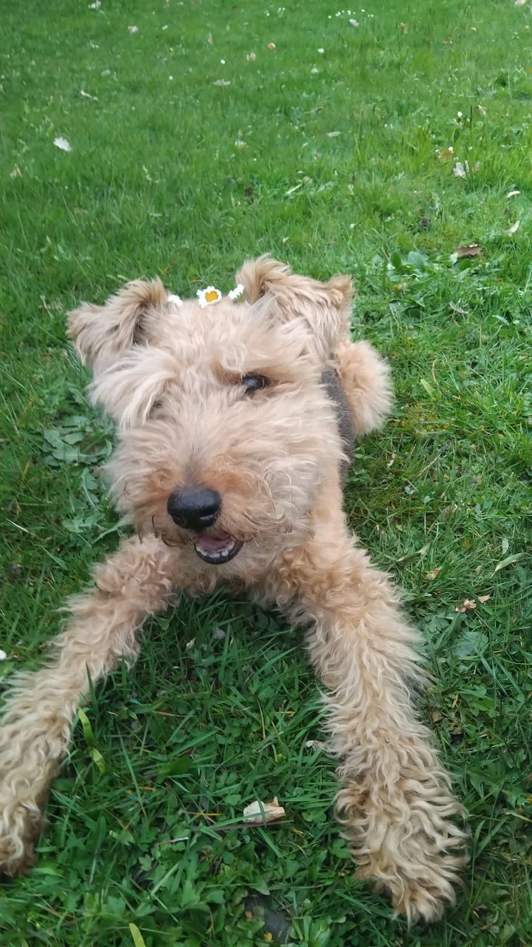 Hundesitting - Gassi gehen mit Kleinhund 