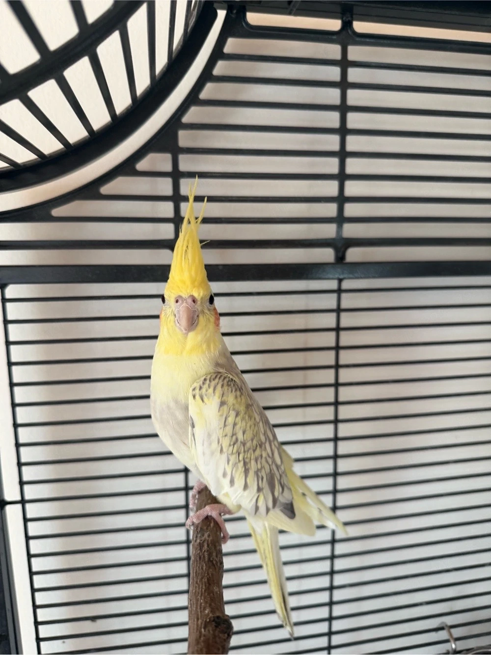 Vogelkäfig und 2 Vögel zu verkaufen 