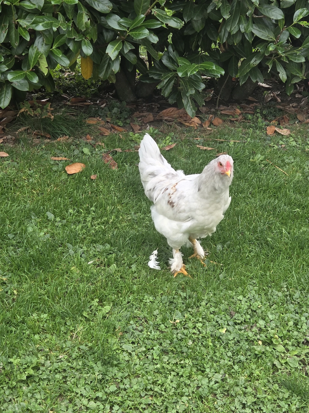 Brahma Araucana-Mix Hahn sucht neues zuhause