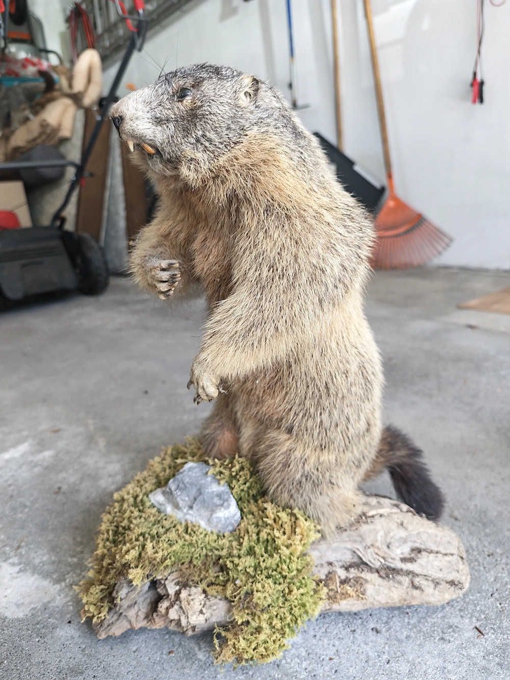 Tierpräparate Murmeltiere