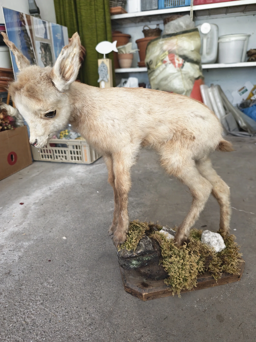 Tierpräparat Gamskitz