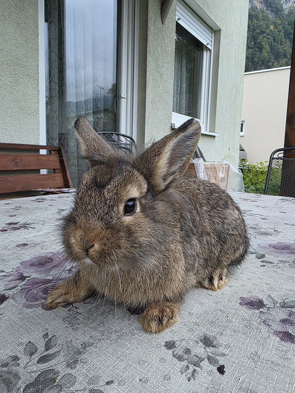 Kaninchen 