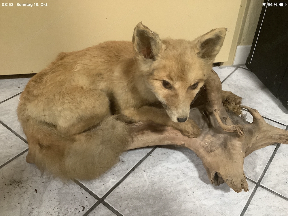 Tierpräparat Fuchs 