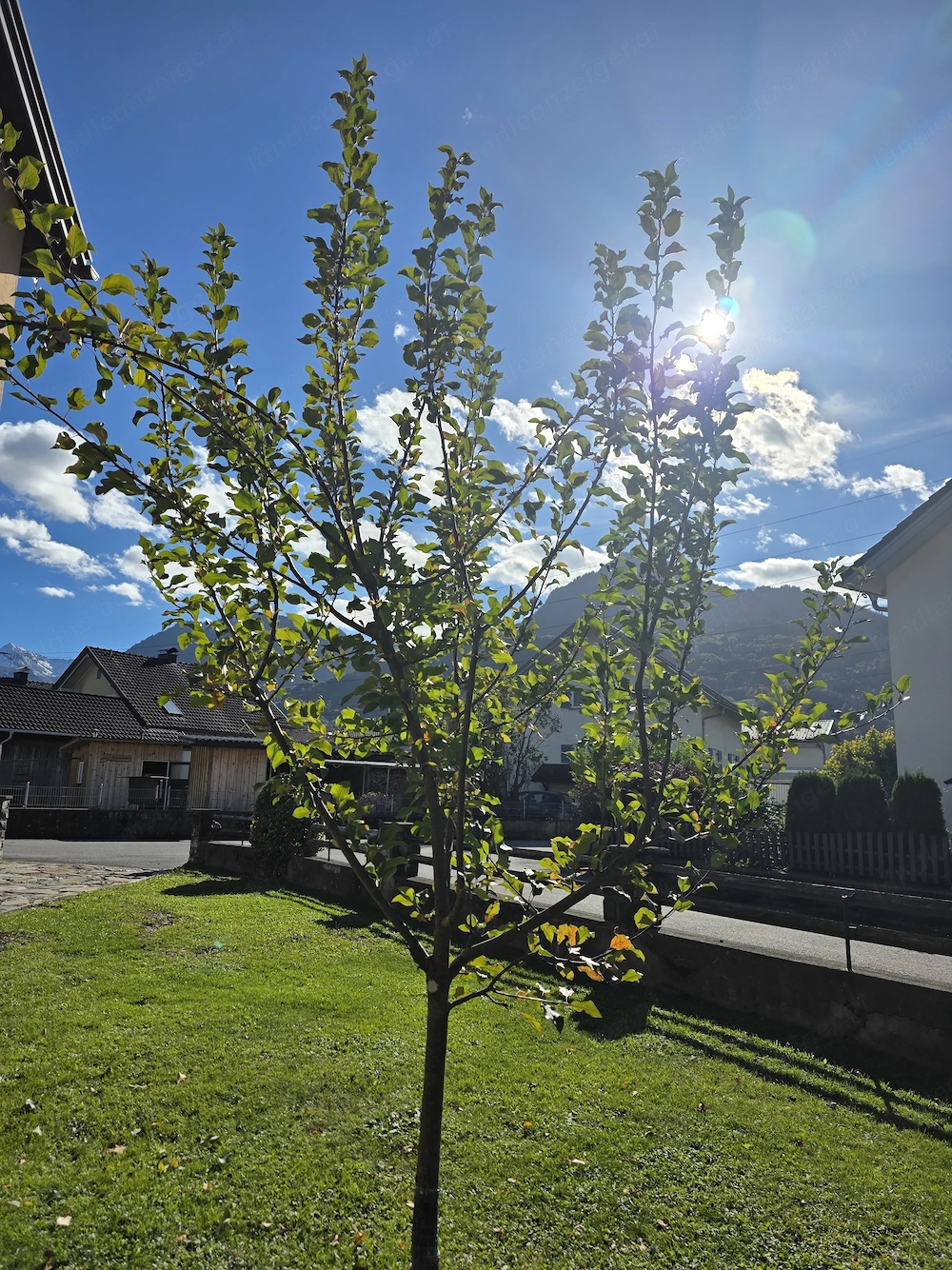 Apfelbaum  Herzäpfel