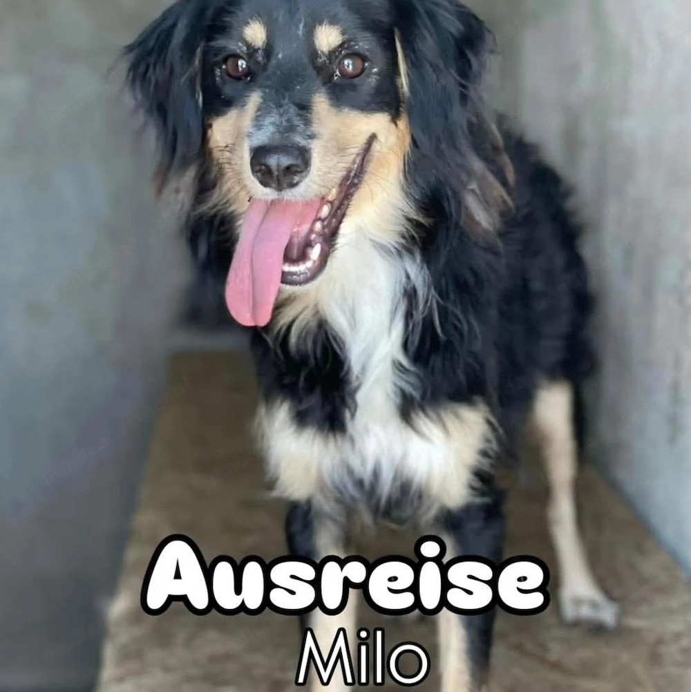 Milo - ein besonderer Hund sucht sein Zuhause