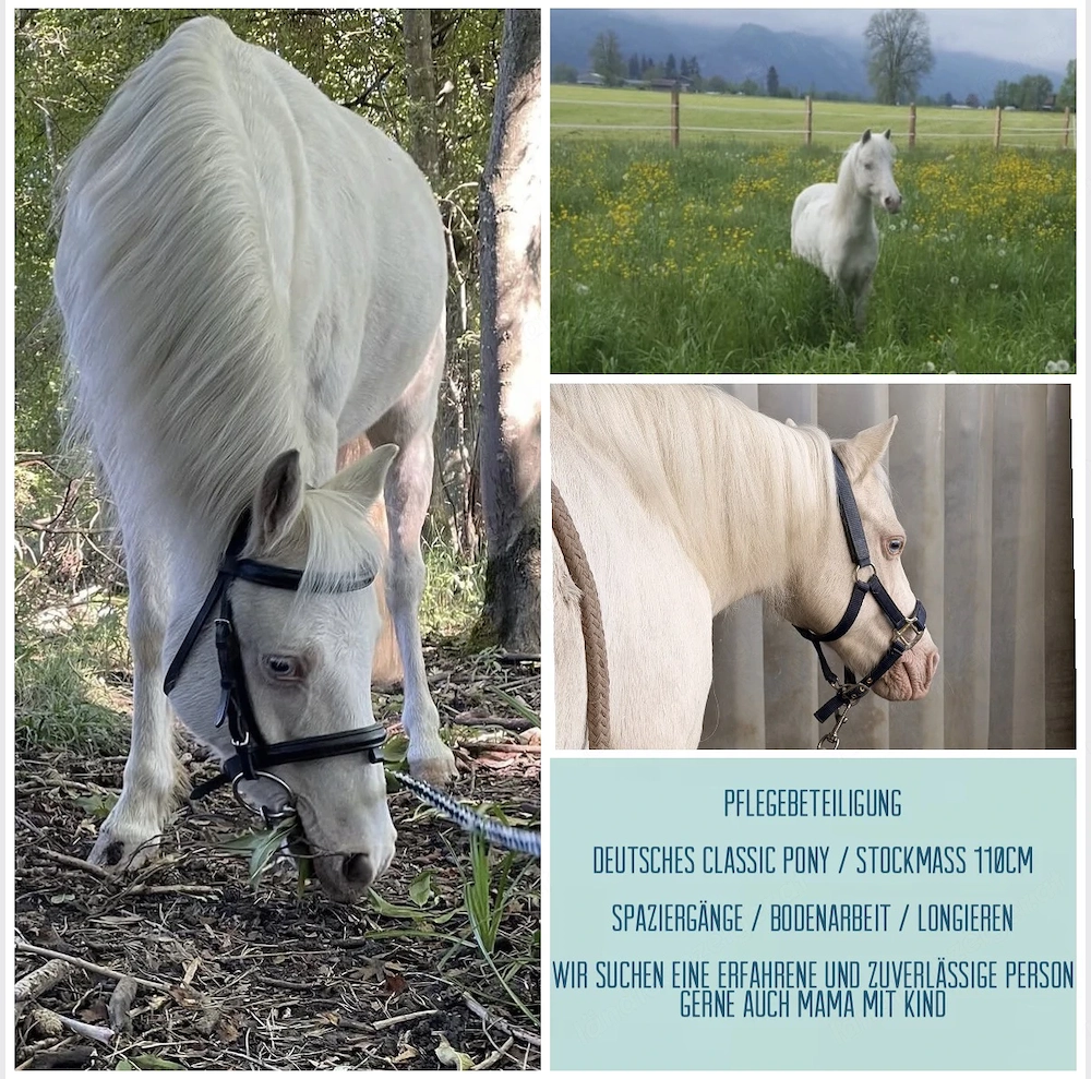 Pflegebeteiligung, Zeit mit lustigem Pony