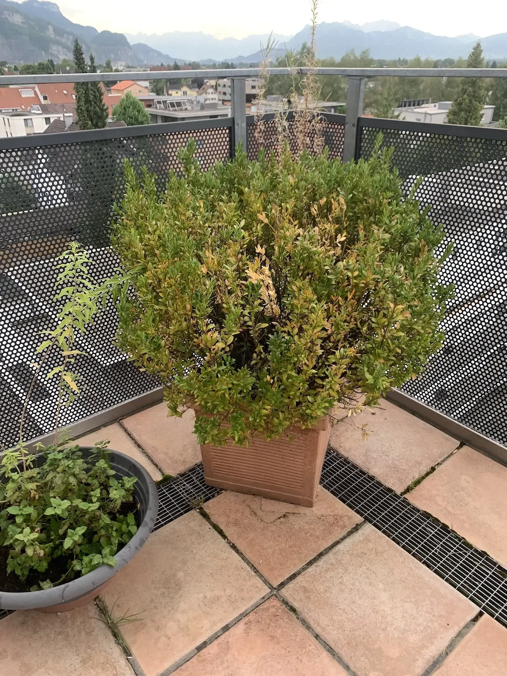Buchsbaum Buxsbaum