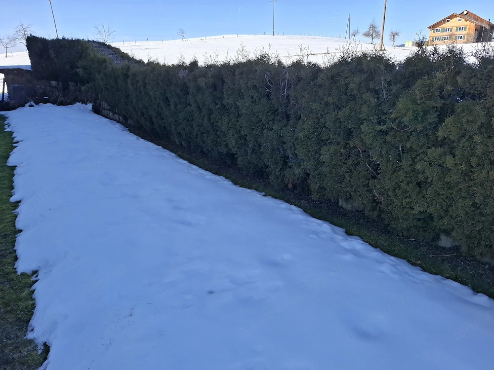 Thujen-Hecke