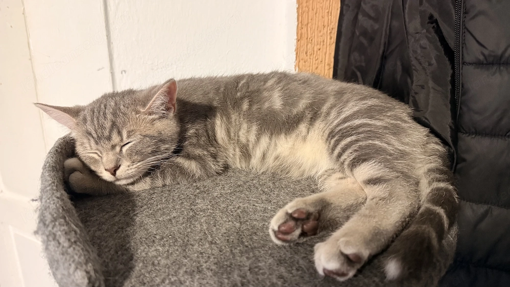 Liebevolle junge Katze sucht ein neues Zuhause 